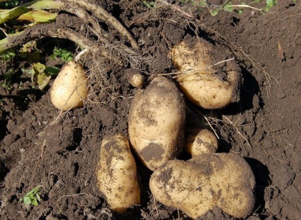 В Волгоградской области майские заморозки погубили урожай картофеля